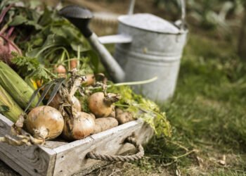Kas yra daržovių rotacija ir kodėl tai yra svarbu?