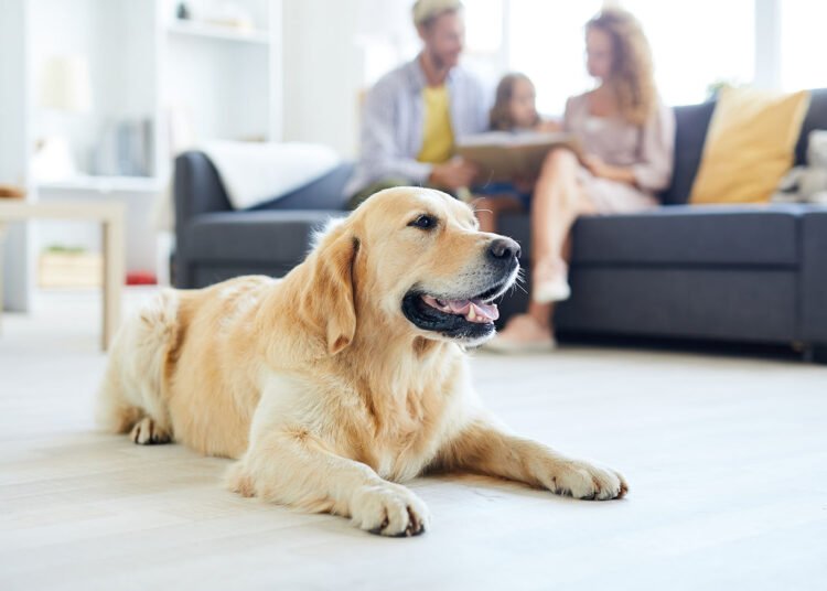 Augintinių priežiūra namuose – naudingi patarimai