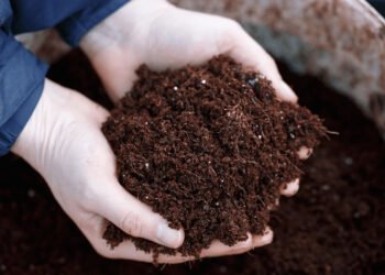 Kas yra organinės trąšos ir kaip jas naudoti?