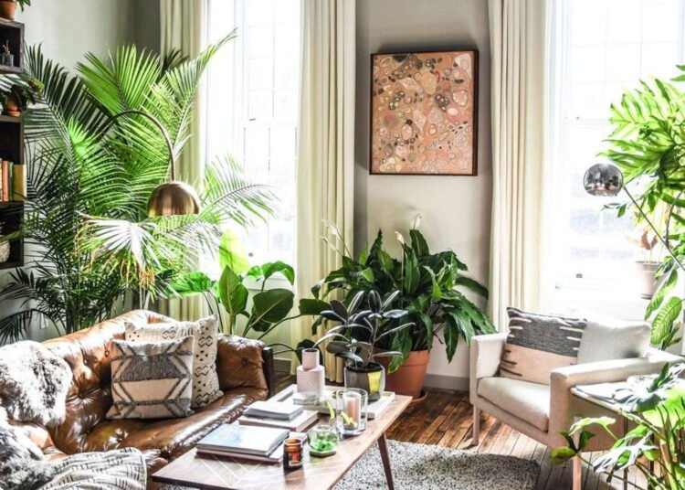 Kaip prižiūrėti augalus namuose?