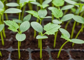 Kaip prižiūrėti augalus namuose?